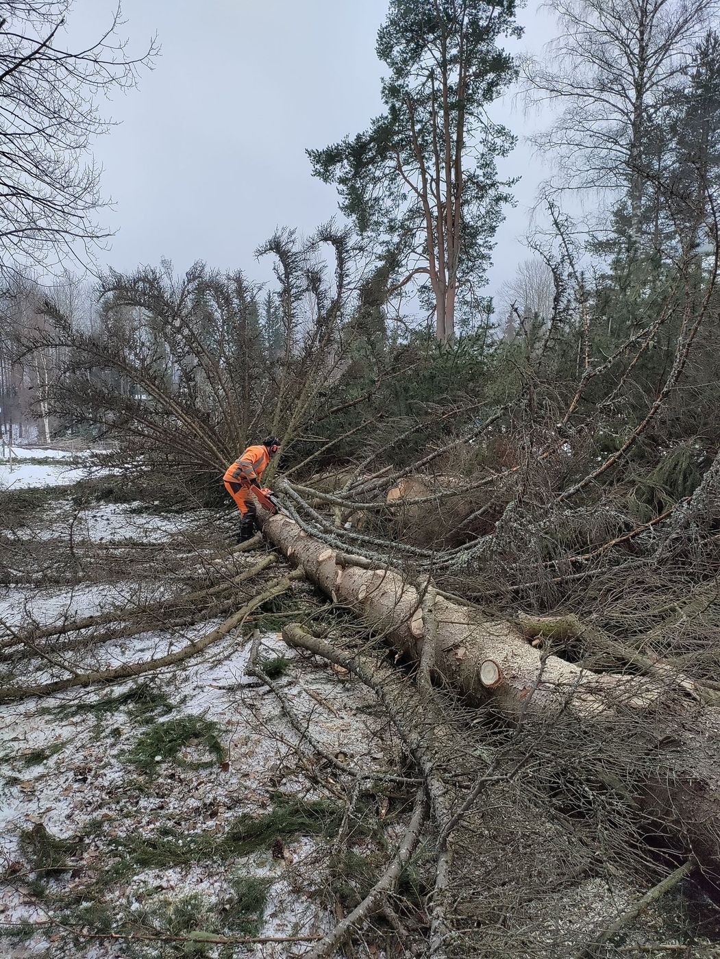 Skogsavverkning i Dalarna