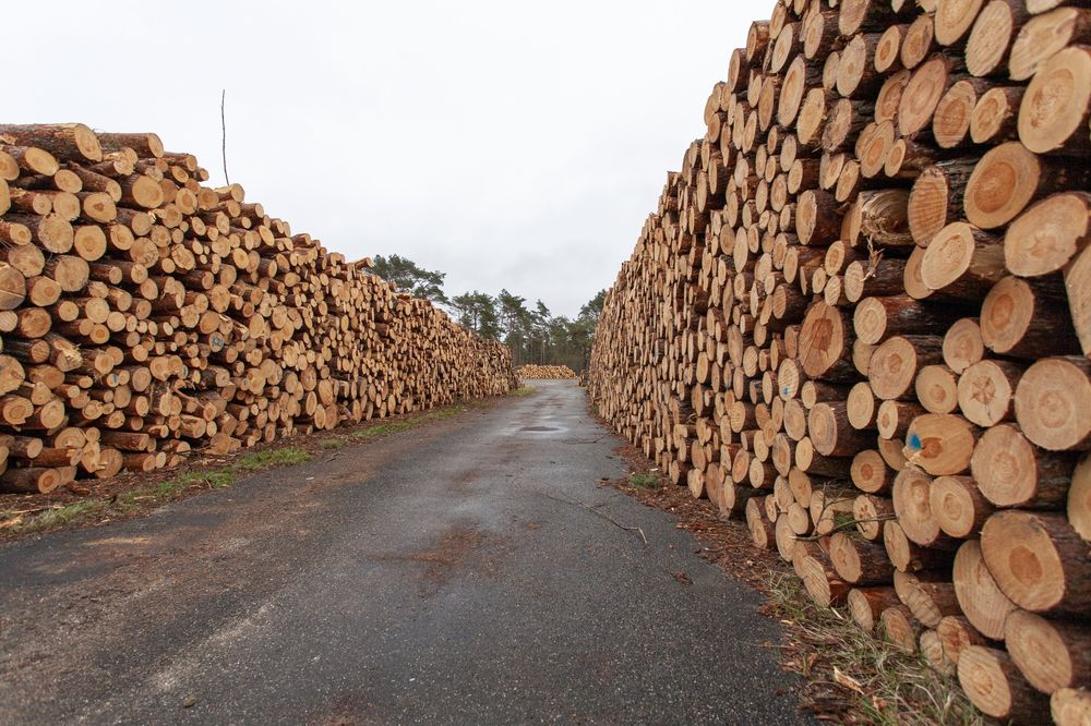 Timber stacks along a road at a log yard